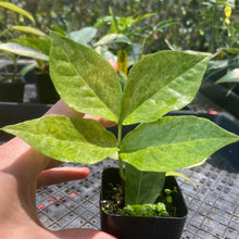 Load image into Gallery viewer, Zamioculcas Zamiifolia Wild Form ZZ, Exact Plant Variegated Ships Nationwide
