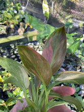 Load image into Gallery viewer, Philodendron Green Congo Nuclear Variegated 2.5" pot, Fedex 2day*
