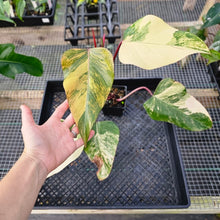 Load image into Gallery viewer, Philodendron Strawberry Shake, Exact Plant Variegated Ships Nationwide
