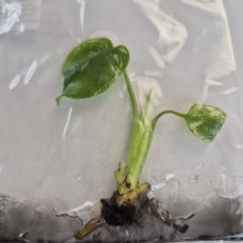 Load image into Gallery viewer, Monstera Deliciosa Devil Monster tissue culture 2DayAir
