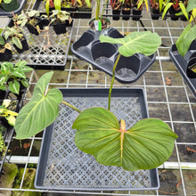 Load image into Gallery viewer, Philodendron Gloriosum, Pink Veined Back, Exact Plant Ships Nationwide
