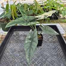 Load image into Gallery viewer, Alocasia simpo albo Exact Plant Ships Nationwide
