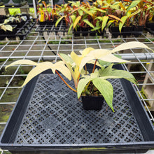 Load image into Gallery viewer, Philodendron Florida Ghost, Exact Plant Ships Nationwide
