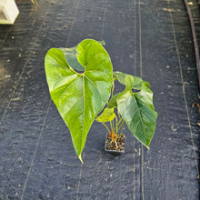 Load image into Gallery viewer, Anthurium Decipiens, Exact Plant XL Ships Nationwide
