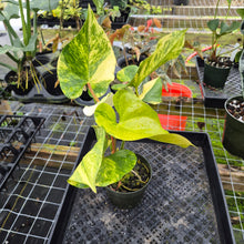 Load image into Gallery viewer, Anthurium Andraeanum White Heart, Exact Plant Variegated Ships Nationwide
