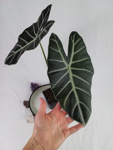 Load image into Gallery viewer, Alocasia Grandis, Exact Plant
