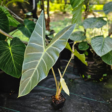 Load image into Gallery viewer, Alocasia Longiloba, Lowii, Argyreia, Exact Plant Large
