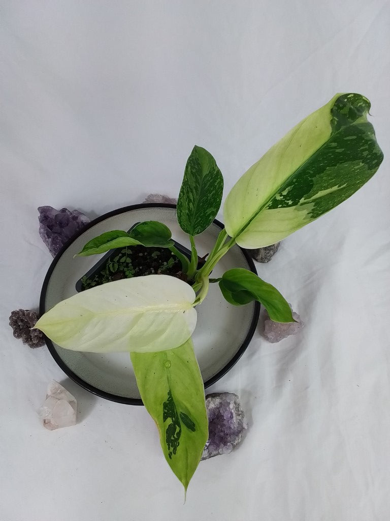 Philodendron Jose Buono, Exact Plant Variegated