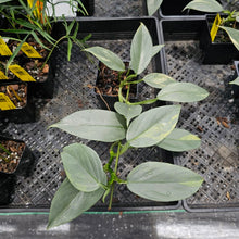 Load image into Gallery viewer, Philodendron Hastatum Silver Sword, Exact Plant Variegated Ships Nationwide
