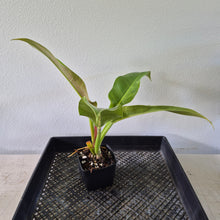 Load image into Gallery viewer, Philodendron Giant Orlando exact plant, Fedex 2day*
