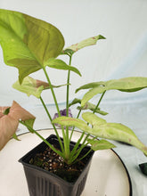 Load image into Gallery viewer, Syngonium Strawberry Milk Variegated 4&quot; pot, Fedex 2 day*
