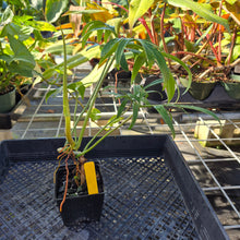 Load image into Gallery viewer, Philodendron Quercifolium, Exact Plant Ships Nationwide
