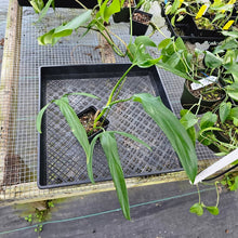 Load image into Gallery viewer, Philodendron Holtonianum, Exact Plant Ships Nationwide
