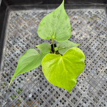 Load image into Gallery viewer, Anthurium Faustomirandae, Faustino&#39;S Giant, Exact Plant Ships Nationwide
