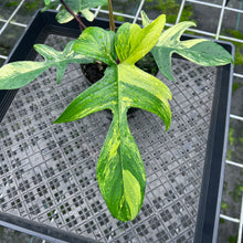 Load image into Gallery viewer, Philodendron Florida Beauty Variegated 6" pot, Fedex 2day
