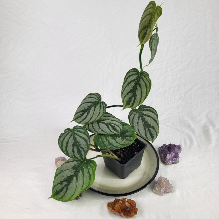 Philodendron Brandtianum Mini Form 4