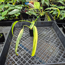 Load image into Gallery viewer, Philodendron Holtonianum Variegated, Exact Plant Ships Nationwide
