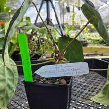 Load image into Gallery viewer, Anthurium &quot;Michelle x Zara&quot; x Noid Hybrid, Exact Plant Ships Nationwide
