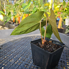 Load image into Gallery viewer, Anthurium Papillilaminum Fort Sherman X ( FS X Ralph Lynam), Ships Nationwide
