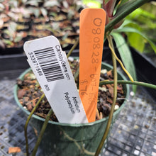 Load image into Gallery viewer, Anthurium Polydactylum exact plant, Fedex 2day*
