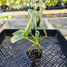 Load image into Gallery viewer, Monstera Standleyana Aurea, Exact Plant Variegated Ships Nationwide
