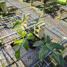 Load image into Gallery viewer, Philodendron Florida Beauty, Exact Plant Variegated
