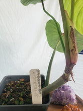 Load image into Gallery viewer, Philodendron Sodiroi True Form, Exact Plant
