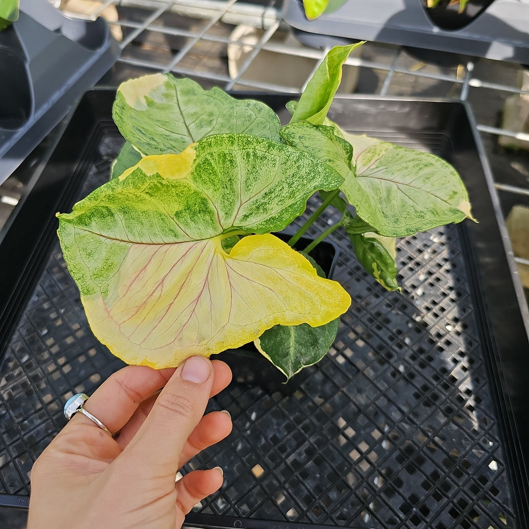 Syngonium Mango Allusion, Orm Thong, Exact Plant Variegated Ships Nationwide