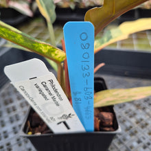 Load image into Gallery viewer, Philodendron Caramel Marble variegated exact plant, Fedex 2day*

