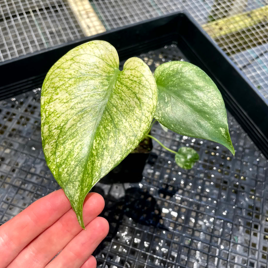 Monstera Deliciosa White Monster , Exact Plant Variegated Ships Nationwide