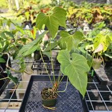 Load image into Gallery viewer, Anthurium Macrolobium, Exact Plant Ships Nationwide
