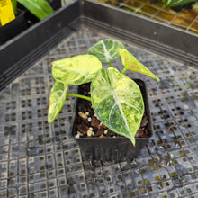 Load image into Gallery viewer, Alocasia Ninja Tricolor, Exact Plant Variegated Ships Nationwide
