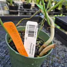 Load image into Gallery viewer, Philodendron Polypodoides exact plant, Fedex 2day*
