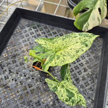 Load image into Gallery viewer, Syngonium Mojito, Exact Plant Variegated Ships Nationwide
