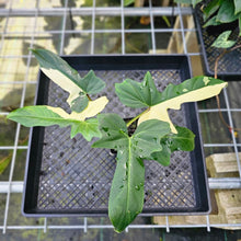 Load image into Gallery viewer, Philodendron Golden Dragon, Exact Plant Variegated
