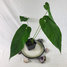 Load image into Gallery viewer, Anthurium Dolichostachyum , Exact Plant Ships Nationwide
