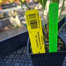 Load image into Gallery viewer, Anthurium Scherzerianum &quot;Pig Tail&quot;, Exact Plant Ships Nationwide
