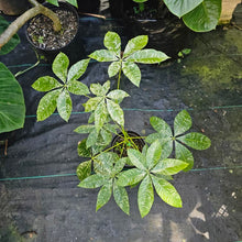 Load image into Gallery viewer, Pachira Aquatica Money Tree, Exact Plant Variegated grafted
