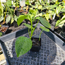 Load image into Gallery viewer, Philodendron Microstictum, Exact Plant Ships Nationwide
