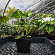 Load image into Gallery viewer, Syngonium Mojito, Exact Plant Variegated Ships Nationwide
