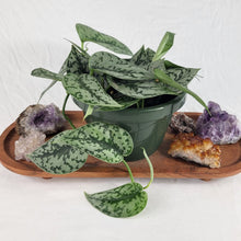 Load image into Gallery viewer, Scindapsus Silver Lady, Exact Plant Multi pot of 6 Ships Nationwide
