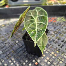 Load image into Gallery viewer, Alocasia Watsoniana Albo Pink variegated, Exact Plant Ships Nationwide
