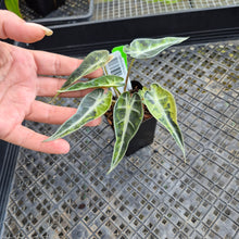 Load image into Gallery viewer, Alocasia Bambino, Exact Plant Variegated Ships Nationwide
