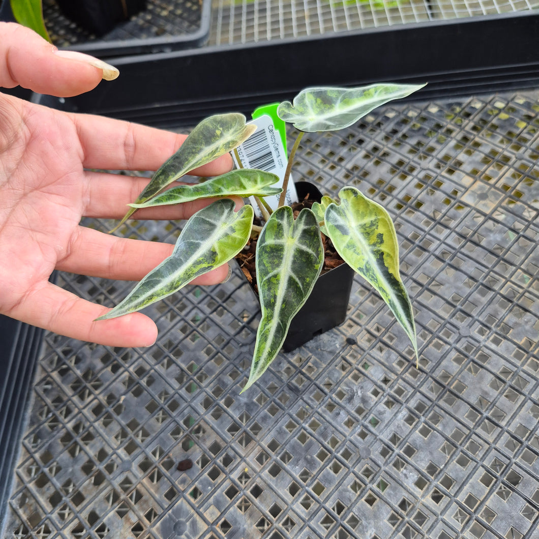 Alocasia Bambino, Exact Plant Variegated Ships Nationwide