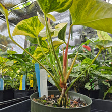 Load image into Gallery viewer, Anthurium Andraeanum White Heart, Exact Plant Variegated Ships Nationwide
