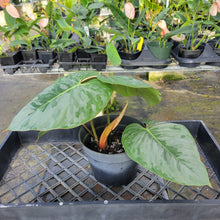 Load image into Gallery viewer, Philodendron Sodiroi True Form, Exact Plant Ships Nationwide
