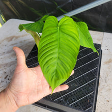 Load image into Gallery viewer, Philodendron Sharoniae, Exact Plant Ships Nationwide
