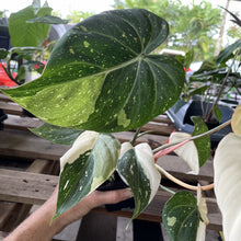 Load image into Gallery viewer, Philodendron Gloriosum variegated type 2, exact plant, Fedex 2day*
