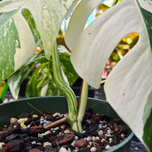 Load image into Gallery viewer, Monstera Borsigiana Albo Deliciosa, Exact Plant Variegated Ships Nationwide
