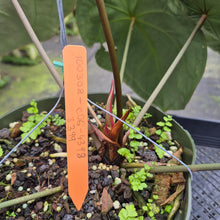 Load image into Gallery viewer, Anthurium Doc Block (Red Crystallinum) x Kunayalense exact plant, Fedex 2day*
